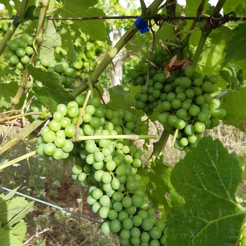 PHOTO-2021-06-29-13-01-36 3