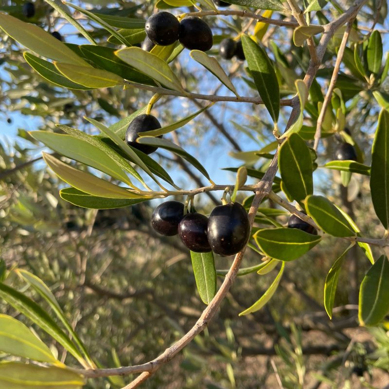 PHOTO-2021-10-20-21-12-21